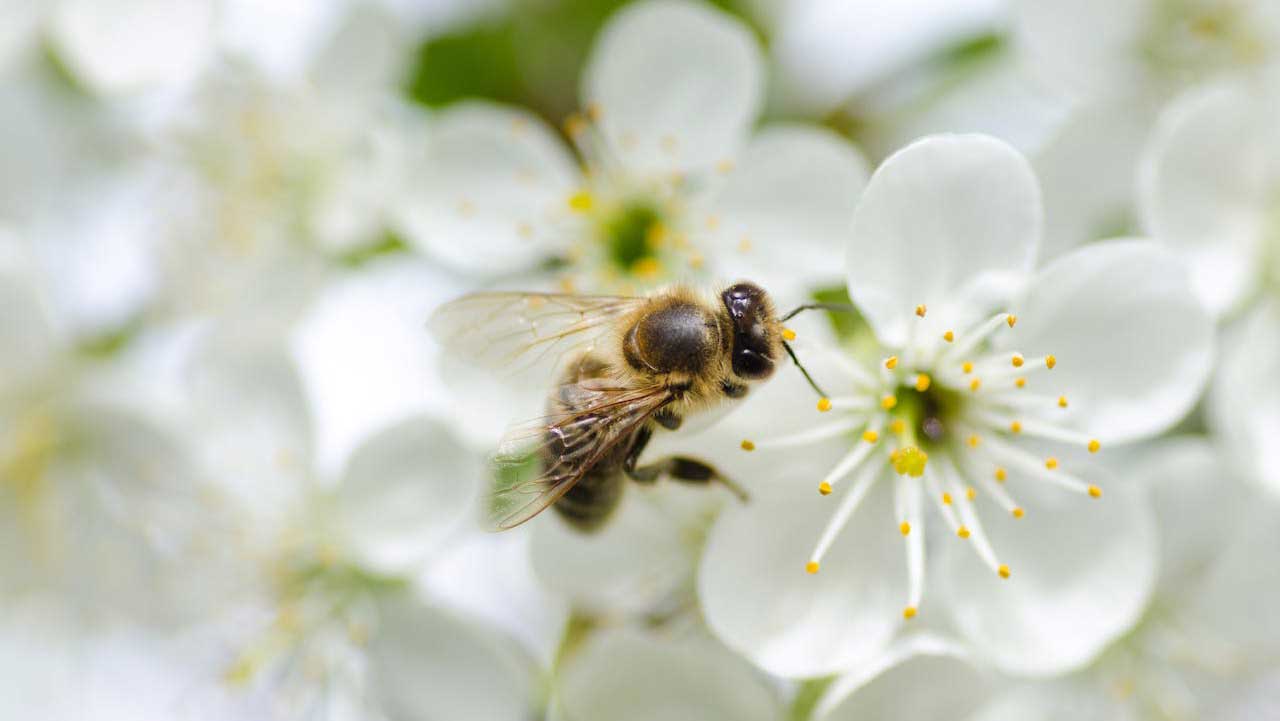 Loss of Biodiversity